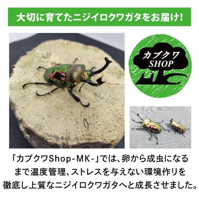 ニジイロクワガタ オスメス ペア飼育セット（60ミリupペア）【クワガタ クワガタムシ 昆虫 虫 国産 飼育 セット 夏休み 自由研究 鹿嶋市 茨城県】（KBY-13）