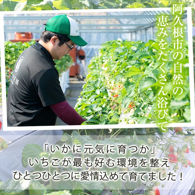 ＜先行予約受付中！2027年1月以降順次発送予定＞桐箱入！自社農園産いちご 恋みのり(計12個) 鹿児島 阿久根 自社農園 果物 フルーツ イチゴ いちご 苺 恋みのり 贈答用 ギフト 桐箱 デザート 期間限定【農園ガーデン空】akn026-10