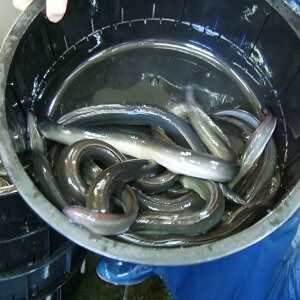 【ふるさと納税】職人の手焼き 活〆うなぎ蒲焼 2尾入り（計500g） うなぎ ウナギ 鰻 蒲焼き 蒲焼 関西風 タレ付き 国産 冷凍 3D凍結 高鮮度 お取り寄せ 丑の日 土用丑の日【1423346】 兵庫県 新温泉町 送料無料