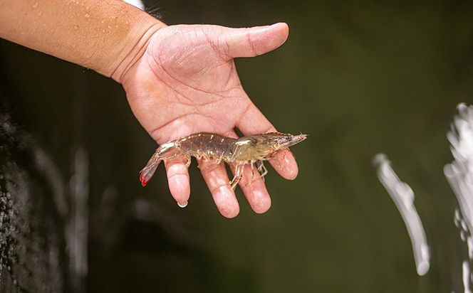 【養殖場から直送】活き〆急速冷凍 金武町産 シロアシエビ Mサイズ （バナメイエビ） 海老 海鮮 魚介類 海産物 シーフード ギフト 美味 料理 国産えび エビフライ 寿司 海鮮 刺身 フリット フレンチ 特別な 養殖 人気 産地直送 送料無料