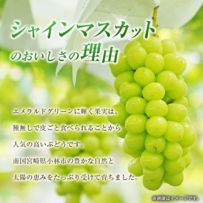 【令和8年発送 先行予約】小林市産 シャインマスカット 1kg（ブドウ ぶどう シャインマスカット マスカット フルーツ 果物 先行受付 限定）