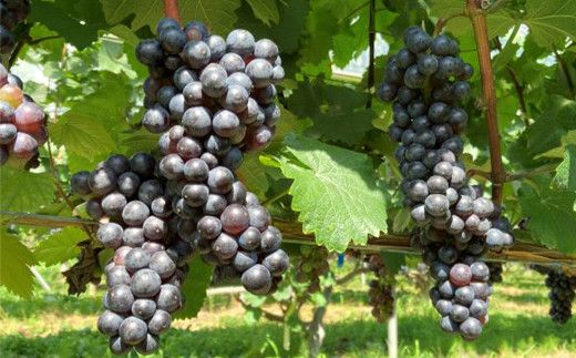 大迫佐藤葡萄園ワイン3本セット（ツヴァイゲルト赤・ロゼ・メルロー・干しぶどう） 【1396】