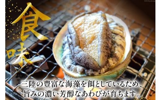 アワビ 鮑 天然 蝦夷あわび パック 約1kg [たみこの海パック 宮城県 南三陸町 m304amh560080] 冷凍 セット 高級 豪華 海鮮
