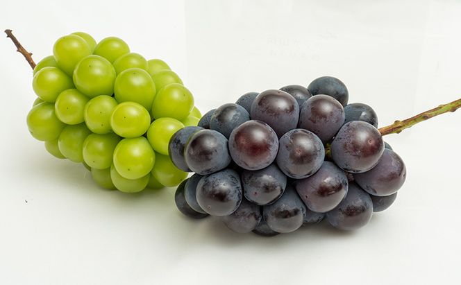 ぶどう 2026年 先行予約 果物 詰合せ ニュー ピオーネ 1房（1房470g以上）シャイン マスカット 晴王 1房（1房470g以上） 化粧箱入り 岡山県産 国産 フルーツ ギフト  果物類 