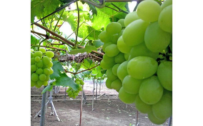 ぶどう 2026年 先行予約 シャインマスカット 約2.0kg 3房 初秋 葡萄 岡山県 赤磐市産 フルーツ 果物 あかいわファーマーズガーデン 果物類