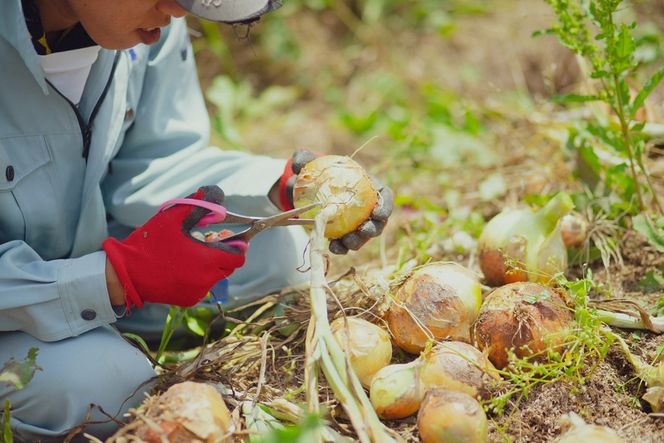 【先行予約：5月配送】＜てんとうむしばたけ＞初夏のオーガニック野菜セット　有機野菜6～7種前後　BR00041_05
