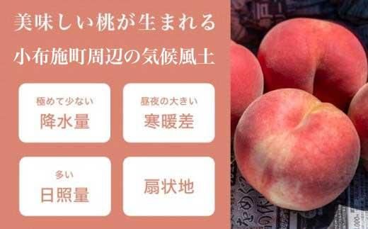 季節の桃 約2kg 約3kg 約5kg 選べる内容量 ［ おぶせファーマーズ ］桃 もも モモ ピーチ フルーツ 果物 たまき なつき あかつき 川中島白鳳 なつっこ 川中島白桃 黄金桃 だて白桃 先行予約 長野県産 信州産 クール便 冷蔵便 お取り寄せ 産地直送 数量限定 産地 直送  先行予約 2026 令和8年産【2026年7月中旬～9月中旬発送】