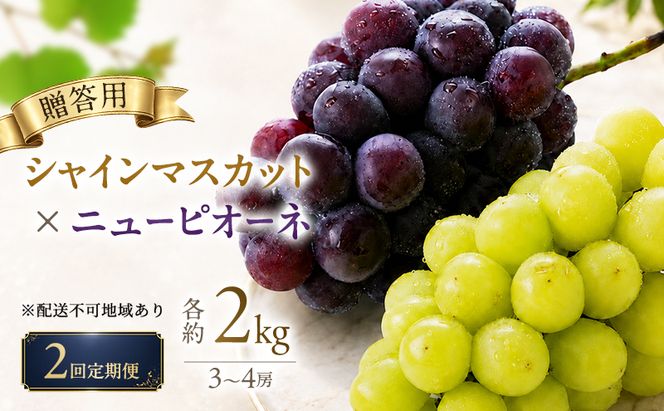 2回定期便 贈答用 シャインマスカット約2kg(3-4房)×ニューピオーネ約2kg(3-4房) 岡山県高梁市産 うめづぶどう園 化粧箱入り 葡萄 ブドウ 大粒  配送不可：北海道、沖縄、離島
