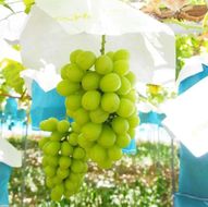 【8・9・12月 全3回】紀州産 シャインマスカットとフルーツの定期便A（シャインマスカット・梨・みかん） 【魚鶴商店】AN042