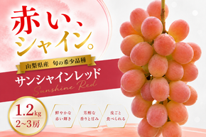 【2026年発送】先行予約 サンシャインレッド 1.2kg 2～3房 山梨県産 希少 赤系ぶどう シャインマスカット系 【山梨県笛吹市 産地直送】ぶどう フルーツ 果物 209-011-26y