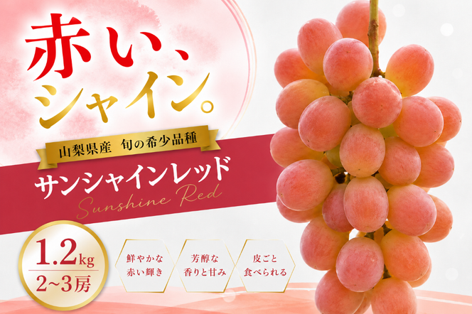 【2026年発送】先行予約 サンシャインレッド 1.2kg 2～3房 山梨県産 希少 赤系ぶどう シャインマスカット系 【山梨県笛吹市 産地直送】ぶどう フルーツ 果物 209-011-26y
