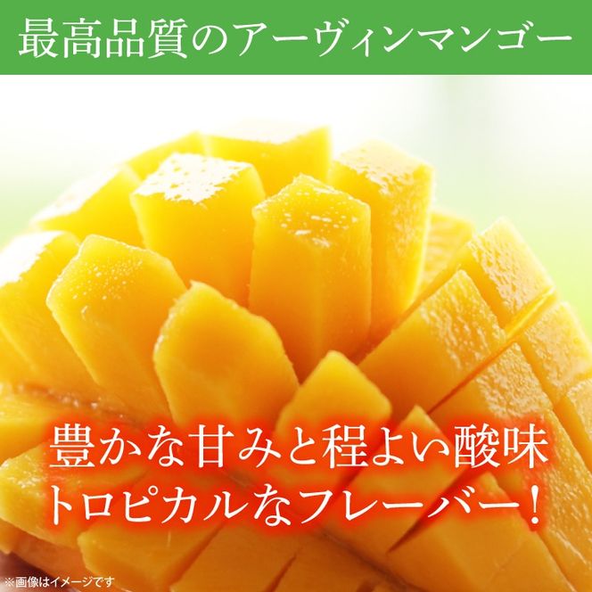 【先行予約】【数量限定】益恋 マンゴー 約1kg（2～3玉）| 7月中旬より順次発送 マンゴー フルーツ 果物 新鮮 旬 益子町産 (CA005)