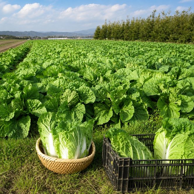 定期便 野菜セット 年6回 2か月に1回×6回 おまかせ 10～15種 旬 朝倉市産 配送不可 離島 詰合せ 