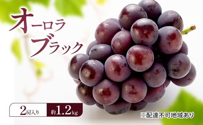 ぶどう 2026年 先行予約 オーロラブラック (2房) 約1.2kg 岡山県 赤磐市 ブドウ 葡萄 果物 フルーツ