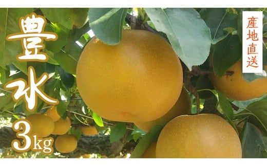 【 産地直送 】 豊水 3kg 先行予約 梨 フルーツ 果物 国産 日本産 梨 ナシ なし 和梨 [CZ007ci]