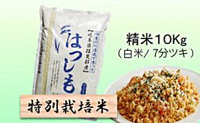 【令和7年産】特別栽培米 10kg【白米、7分ツキ】（ハツシモ）