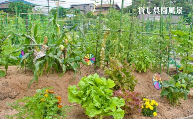 下田ビレッジ農園 半年間（6ヶ月間） ご利用券 体験チケット 愛知県 貸し農園 肥料完備 道具完備 ロッカー完備 野菜作り 畑 貸農園チケット レンタル レンタルファーム 