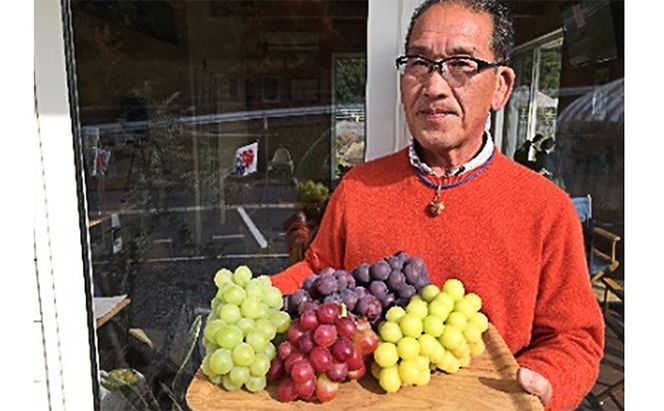 越冬 ぶどう ご家庭用 紫苑 （しえん）約600g   岡山県産 四代目 五果苑 果物 フルーツ 樹上完熟 平均糖度20度 風味豊か 減農薬 果汁たっぷり 