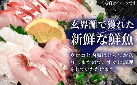 福吉漁港直送！ 玄界灘 鮮魚 セット B （ 5、6人向け ） 糸島市 / 福ふくの里[ALD002]