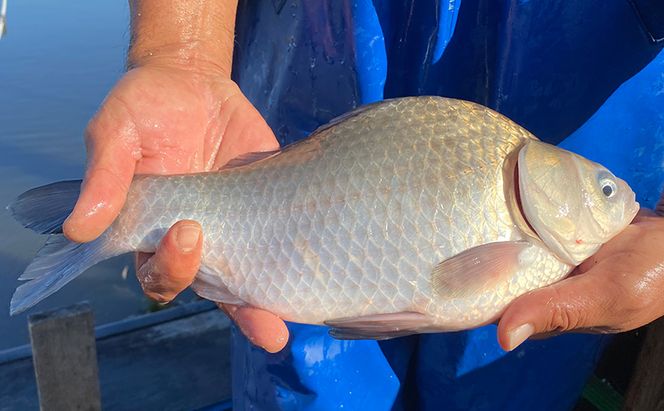 佐屋川　へらぶな釣り半年間釣券 体験チケット 体験型 フィッシング 釣り体験 アクティビティ お出かけ レジャー 