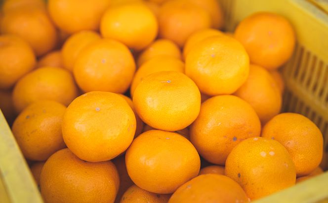 BP6011_かねよし農園 田村みかんジュース 3本 セット【和歌山 ミカンジュース ストレート 果汁100%】