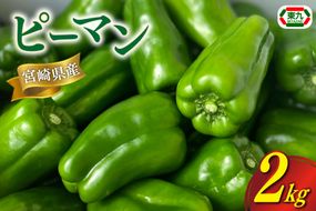 【期間限定発送】 ピーマン 宮崎県産ピーマン 2kg [東九農園 宮崎県 日向市 452061218] 宮崎 パリパリ 野菜 やさい サラダ 新鮮 BBQ