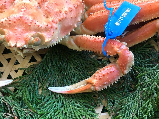 期間・数量限定 タグ付き 津居山産 松葉ガニ 1杯 / 茹で 700g～800g / 新鮮 松葉がに 松葉蟹 ズワイガニ ずわいがに かに カニ 蟹 ボイル 冷蔵 海鮮 お取り寄せ グルメ 兵庫県 豊岡市 津居山漁港 但馬漁業協同組合