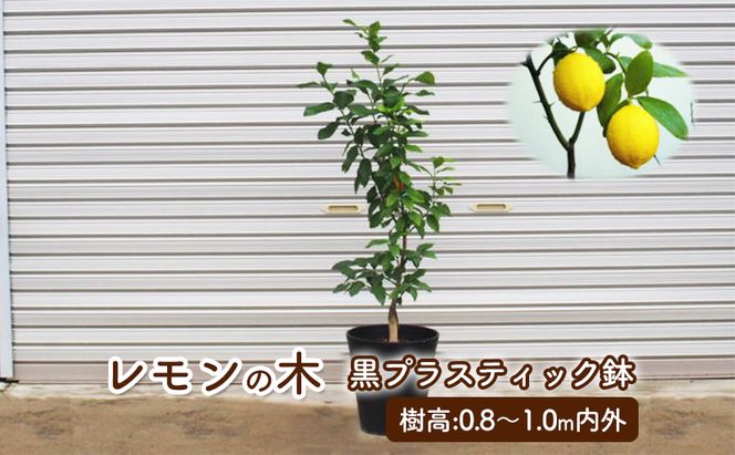 苗木 鉢植え レモンの木 黒プラスティック鉢 直径27cm 植物 ガーデン インテリア ※配送不可:北海道、沖縄、離島 