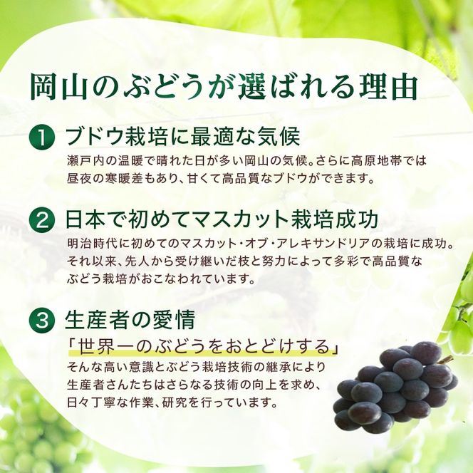 2026年 早期受付 ぶどう ニューピオーネ 3～4房 約2kg 岡山県高梁市産 うめづぶどう園 化粧箱入り 葡萄 ブドウ 大粒 贈答用