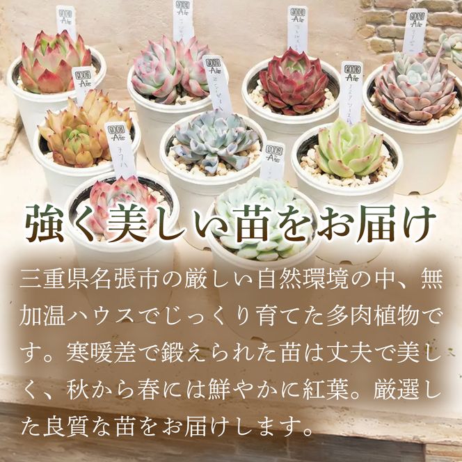 【初めての方にも育てやすい】色づきの美しい多肉植物お任せ多肉セット（4株）  1セット 多肉植物 多肉 植物 家庭菜園 初心者 簡単 厳選 無加温  美しい ハウス 色鮮やか 輸入苗 名張市特有 盆地気候 三重県 名張市