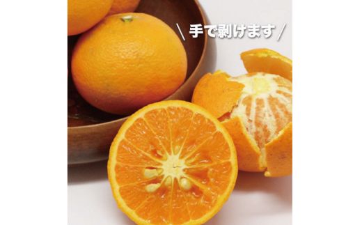 【先行予約】石本果樹園の美味しい カラ・マンダリン 約3kg 約20～25玉前後【2027年4月中旬から5月中旬に順次発送予定】 / みかん フルーツ くだもの 果物 先行予約 カラマンダリン【min007B】