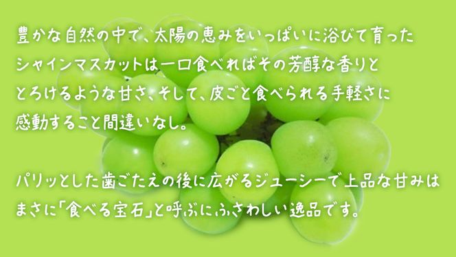 【ふるプレ限定品】【 訳あり 】 シャインマスカット 2kg 【2025年9月上旬発送開始】(茨城県共通返礼品：大子町)  ぶどう 葡萄 ブドウ マスカット フルーツ 果物 贈答用 ギフト 贈り物