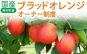 国産(美浜町産)ブラッドオレンジオーナー制度 ◆