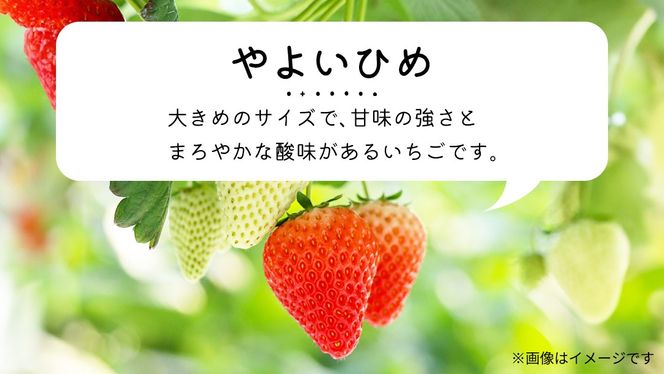 「食べチョクいちごグランプリ2026」味わい部門「ザ・ジューシー賞」受賞 やよいひめ ( 4パック ) 特大 デラックス サイズ 【 2026年1月から発送開始 】 ( 茨城県共通返礼品 : 常陸太田市 ) 約 300g × 4 パック やよいひめ ヤヨイヒメ 弥生姫 いちご 数量限定 果物 くだもの フルーツ 苺 イチゴ 期間限定 [ES013us]