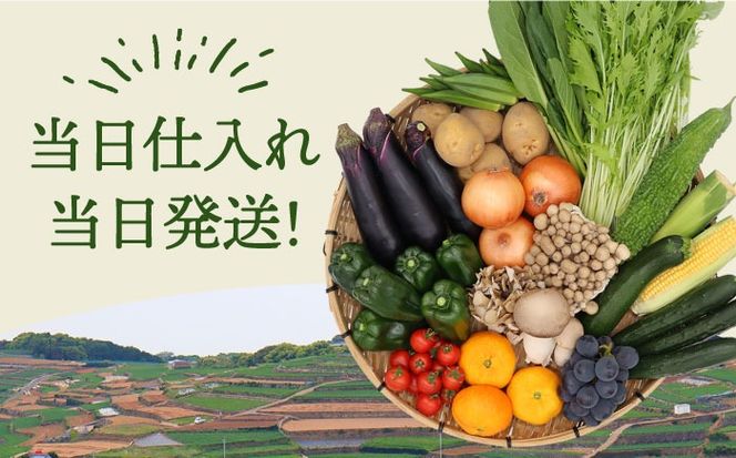 【6回コース】豪華！野菜 セット 15品目以上 6回 定期便 フルーツ キノコ 詰め合わせ / 南島原市 / 吉岡青果 [SCZ002]