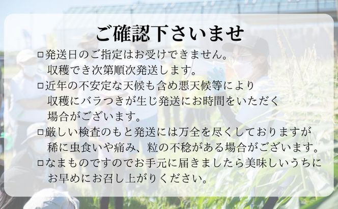 【先行予約】リピーター続出！とうもろこし【甘々娘】