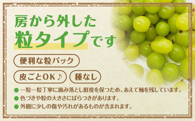 【先行予約】 ぶどう食べ比べパック 約300g×4パック (訳あり粒タイプ) 2026年10月上旬より順次発送 粒パック シャインマスカット バイオレットキング 巨峰 ピオーネ マイハート ゴルビー クイーンニーナ 家庭用 オススメ 福島県 田村市 ふくしま 鈴木農園 N046-008-R8