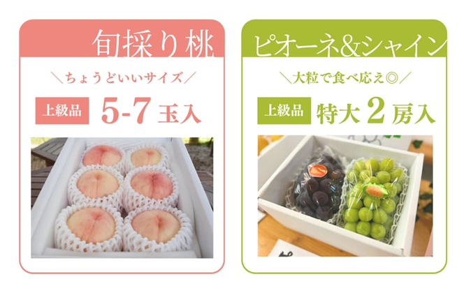 【2026年先行予約】量より質！桃5-7玉とピオーネ＆シャインマスカット大２房の上級品(定期便)(岡山県産)【KF-T056-04】