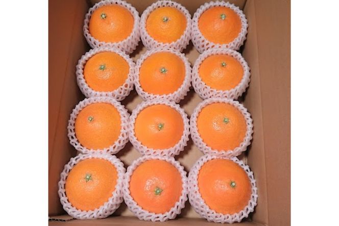 【先行受付】【数量限定】銀朱まどんな（生果）12個入り（3kg)（2025年11月下旬頃より順次発送） IKTQ007