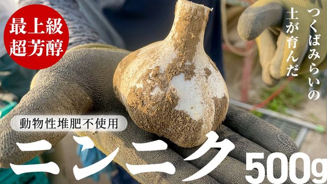 【先行予約】超芳醇 つくばみらいの土が育んだ 最上級ニンニク 500g つくばみらい市（2026年6月より発送開始） ニンニク 新ニンニク 茨城県産 国産 無化学肥料 農薬不使用 化学肥料不使用 [FA01-NT]