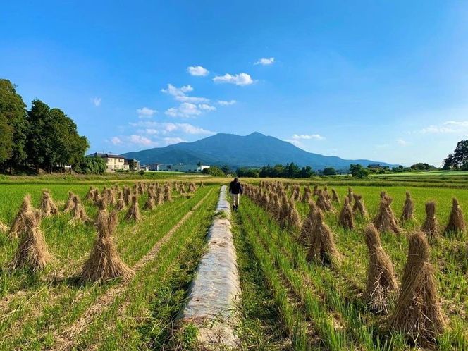 コシヒカリ 精米5kg 亀熊米 令和7年産 【茨城県共通返礼品　桜川市産】 ｜ 茨城県産 白米 米 コメ ※離島への配送不可