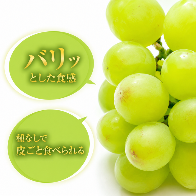瀬戸ジャイアンツ 約2kg 3～5房 ぶどう 葡萄 フルーツ 岡山 高梁市産 2026年 先行予約 果物類 果物 