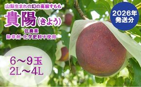 【2026年発送分 先行予約】【低農薬　除草剤・化学肥料不使用】すもも（貴陽）6-9玉（2L-4Lサイズ）貴陽 すもも スモモ 李 フルーツ 果物 プラム 低農薬 産地直送 フルーツ プラム 山梨 富士川町
