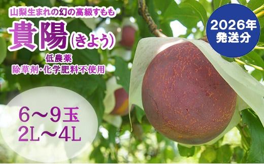 【2026年発送分 先行予約】【低農薬　除草剤・化学肥料不使用】すもも（貴陽）6-9玉（2L-4Lサイズ）貴陽 すもも スモモ 李 フルーツ 果物 プラム 低農薬 産地直送 フルーツ プラム 山梨 富士川町