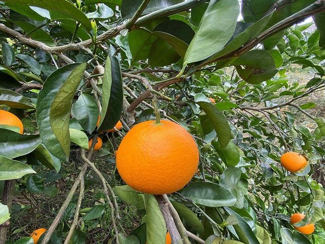木成完熟 紅はっさく 特秀 大玉 2L × 4玉入 化粧小箱 南泰園【2027年4月上旬～発送】BS780
