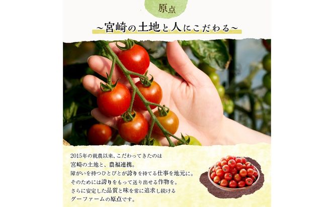 ＜先行予約受付中！2025年12月から順次発送予定＞＜期間限定＞ミニトマト(約1.5kg) 野菜 とまと フルーツトマト サマー千果 アイコ サラダ 【グーファーム】【GF-4】