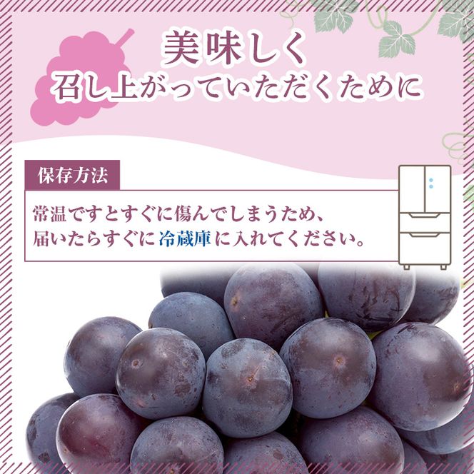 ぶどう 2026年 先行予約 ご家庭用 オーロラブラック 2～3房 合計約1.2kg ブドウ 葡萄  岡山県産 国産 フルーツ 果物 ギフト
