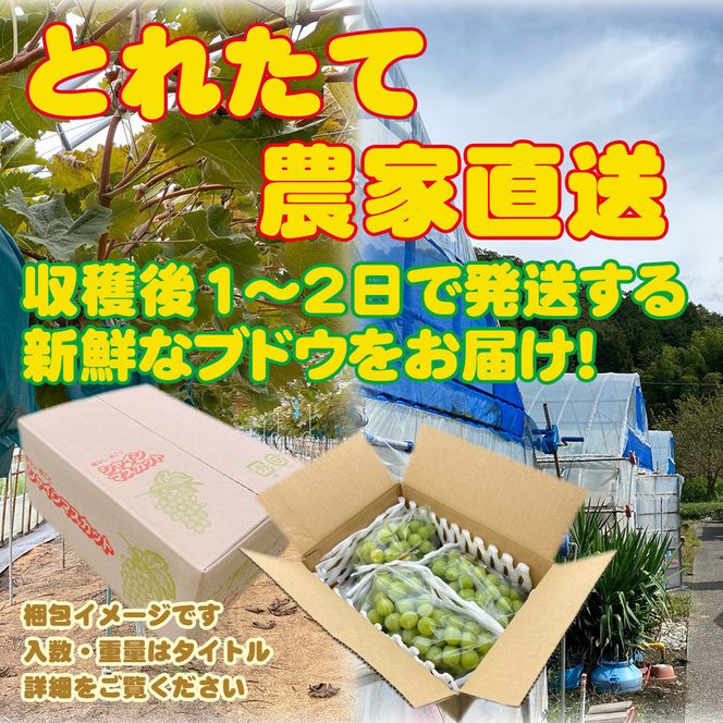 農家直送 鳥取いとう園芸産 シャインマスカット 2房で約1.2kg 312011_GH001