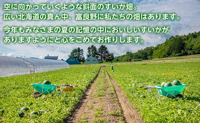 【2026夏発送】富良野産 大玉 スイカ 2L（7kg～）1玉 【マイティ21】北海道 ふらの すいか 西瓜 夏 フルーツ ふらの 甘い 糖度 大きい 大だま (畠山農園）