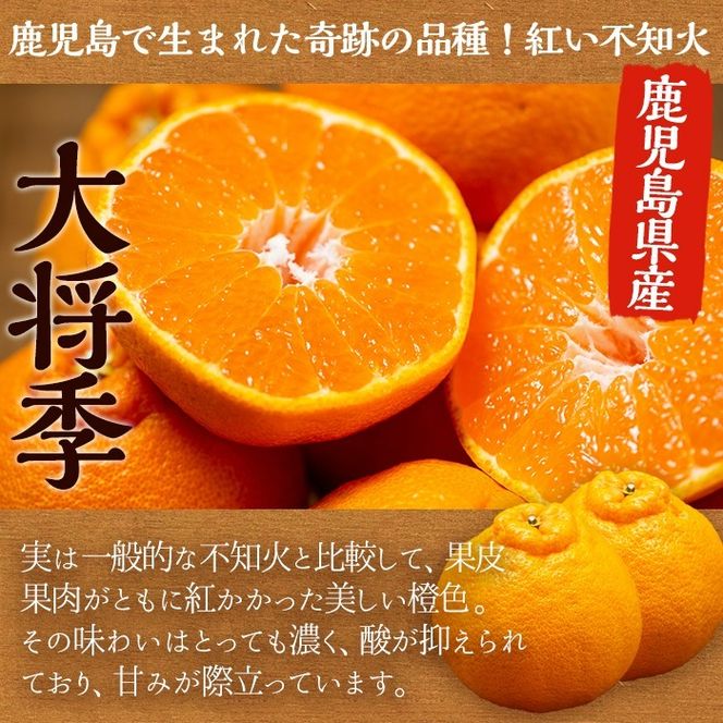 ＜先行予約受付中！2026年1月以降順次発送予定＞数量限定！鹿児島で生まれたオリジナル品種「大将季」(約5kg・15～24玉) 果物 フルーツ 柑橘 果実 ハウス栽培 ギフト【鹿児島いずみ農業協同組合】akn018-22